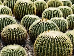 Image result for Barrel Cactus Adaptation to Desert