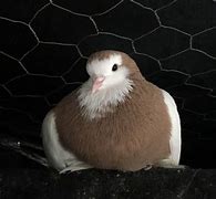 Image result for The Co-COO Bird Images Pinterst