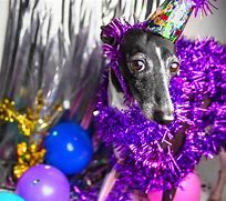 Image result for Funny Happy New Year Puppy