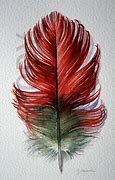 Image result for Red Feather Drawing