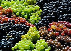 Image result for Grape Varieties