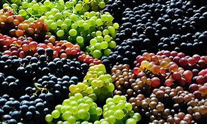 Image result for Grape Varieties