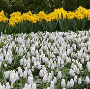 Image result for Muscari White Spear