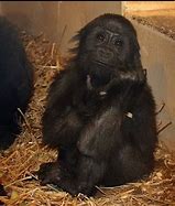 Image result for First Gorilla Born in Captivity