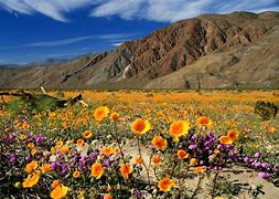 Image result for Southern California Desert Flowers