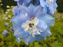 Image result for Delphinium magic fountain Sky Blue/White Bee