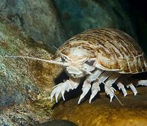 Image result for Biggest Giant Isopod