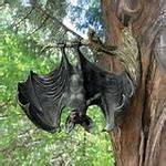 Image result for Bat Statue