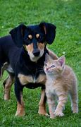 Image result for Funny Talking Cats and Dogs
