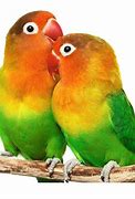 Image result for Red Bird Wallpaper