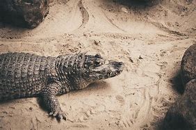 Image result for Black Alligator