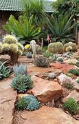 Image result for Desert Garden Plants