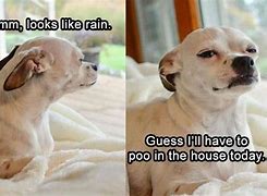Image result for Dog in Rain Memes