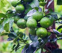 Image result for Green Lemon Tree
