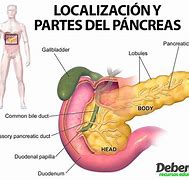 Image result for Pancreas
