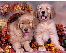 Image result for Cute Thanksgiving PFP Matching