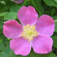 Image result for Wild Rose Flower