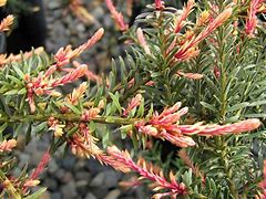 Image result for Podocarpus alpinus Jalako Red