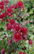 Image result for Aquilegia vulgaris Clementine Red