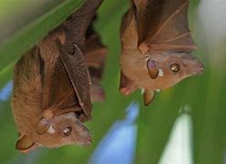 Image result for Buttikofer Epauletted Fruit Bat