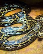 Image result for Biggest Snake Species in the World