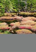 Image result for Colored Moss Ground Cover