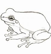 Image result for Big Indian Frog