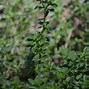 Image result for Creeping Thyme Varieties