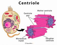 Image result for centriole