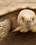 Image result for Sulcada Tortoise