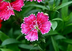 Image result for Campo Flowers From Brazil