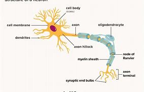 Image result for Arrangement of Neurons in Brain