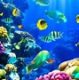 Image result for Underwater Marine Life Wallpaper