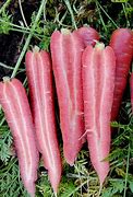 Image result for Labeled Carrot