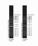 Image result for Invitrogen 1 KB Plus DNA Ladder