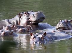 hippos に対する画像結果