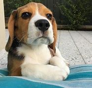 Image result for Cute Funny Beagle Puppies