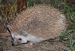 Image result for Desert Hedgehog