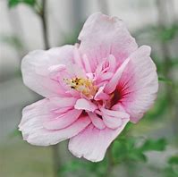 Image result for Hibiscus syriacus Pink Chiffon