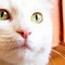 Image result for Pure White Cat