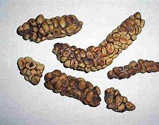 Image result for Coffee Bean Poop Animal