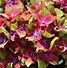 Image result for Hydrangea macrophylla Schloss Wackerbarth