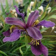Image result for Iris sibirica Ruby Wine
