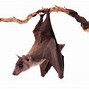Image result for Fruit Bat Species