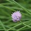 Allium schoenoprasum (BIESLOOK) ਲਈ ਪ੍ਰਤੀਬਿੰਬ ਨਤੀਜਾ