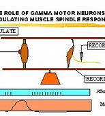 Image result for Gamma Motor Neuron