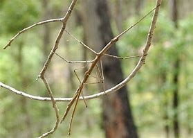 Image result for Green Walking Stick Insect