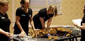 Image result for Veterinary CPR Recover Poster