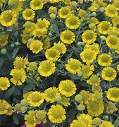 Image result for Helenium Double Trouble (r)