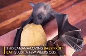 Image result for Fruit Bat Species